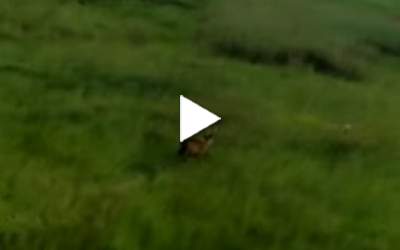 Andradinense grava veado-campeiro em pastagens na região