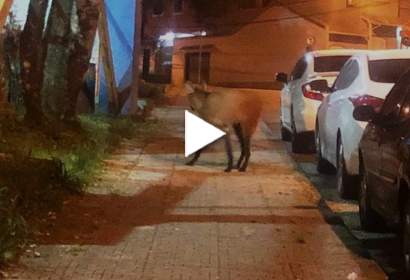 Mirandópolis tem dois flagras de lobos andando pela cidade em menos de um mês