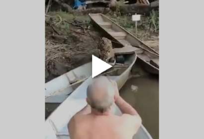 Onça pintada invade barco e rouba peixe