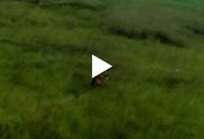 Andradinense grava veado-campeiro em pastagens na região