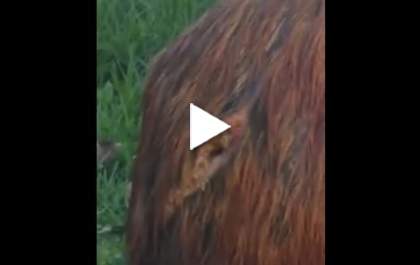 Capivara é encontrada ferida na Lagoa Maior