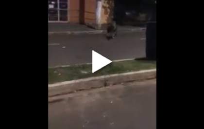 Tamanduá é flagrado 'passeando' no Centro