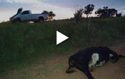 Internauta registra acidente entre Picape e um animal solto na rodovia