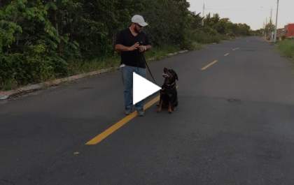 Você sabia que em TL um profissional cuida da saúde emocional dos cães?