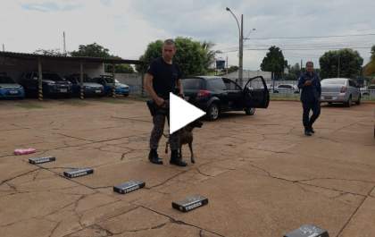 Como atuar com o cão farejador? Policiais e bombeiros recebem treinamento