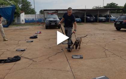 PM realiza treinamento com cães em Três Lagoas