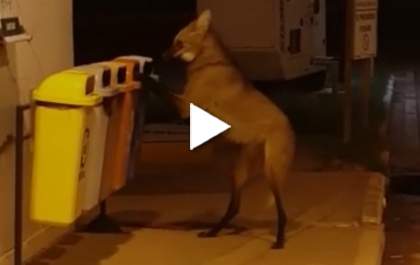 Lobo Guará em Três Lagoas? Vídeo compartilhado no whatsapp diz que sim