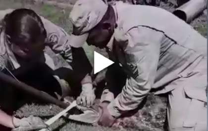 Jacaré é capturado em empresa de Três Lagoas; Assista ao Video&nbsp;