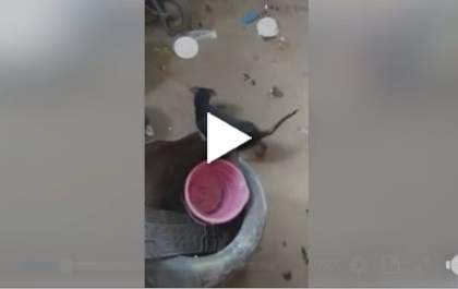 Abandonado há 40 dias, cachorro é resgatado por protetora de TL