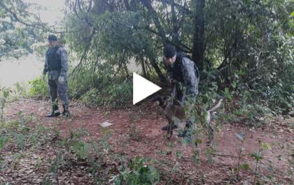 Policias encontram drogas na mata próximo aos Predinhos