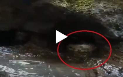 Vídeo que circula no WhattsApp mostra sucuri em córrego de Água Clara