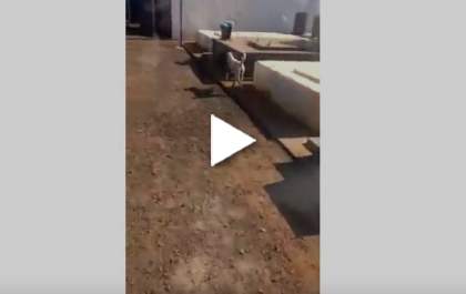 Cachorro que vive nas ruas não perde um enterro em Três Lagoas