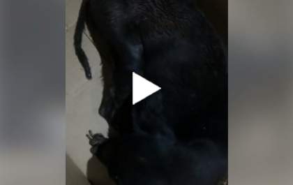 Protetora pede ajuda para salvar filhote de cachorro doente