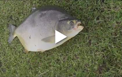 Pescador 'fisga' Pacú-caranha na Lagoa Maior em Três Lagoas