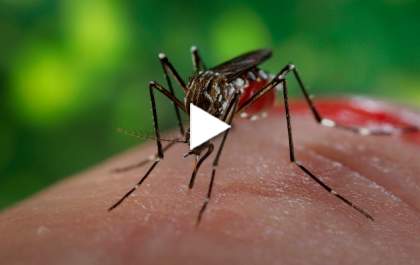 AABB vira imenso criadouro pro mosquito da Dengue. Veja o vídeo