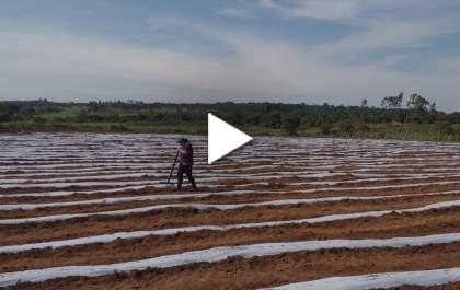 Família concluiu o plantio de 15 mil mudas de pepino no Dia das Mães