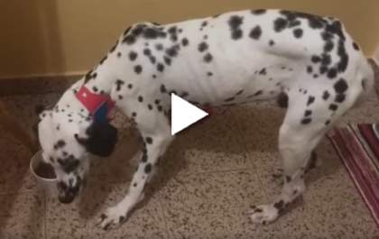 Cachorro 'pediu ajuda' para a companheira em Três Lagoas