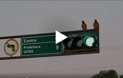 Araras chamam atenção em semáforo de Três Lagoas