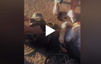 Cavalo é filmado desmaiado em rua após puxar carroça com 5 pessoas