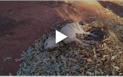 Cachorro abandonado agoniza até a morte em Três Lagoas