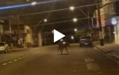 Lobo-guará ganha escolta da PM na madrugada desta segunda&nbsp;