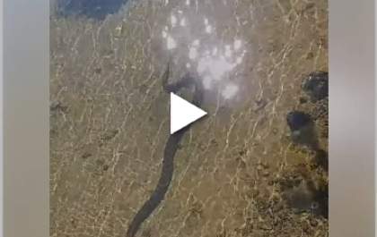 Sucuri é filmada no Rio Paraná no fim de semana
