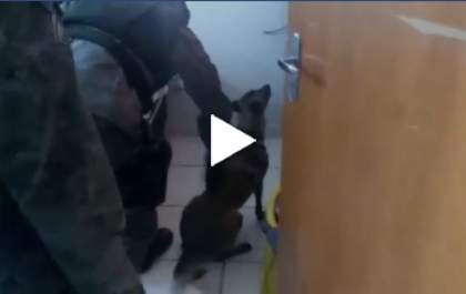 Cadela K9 Mara encontra droga escondida em fundo falso de cômoda