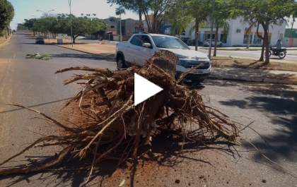 Perigo:Tronco de árvore caído em na Av. Rosário Congro em Três Lagoas