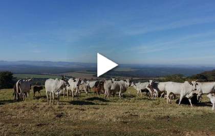 Ladrões furtam 34 cabeças de gado de fazenda em Três Lagoas