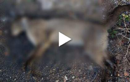 Animais domésticos são envenenados e moradora procura a polícia