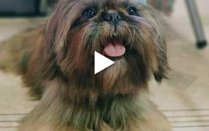 Procura-se um namorado para a cachorrinha Samy