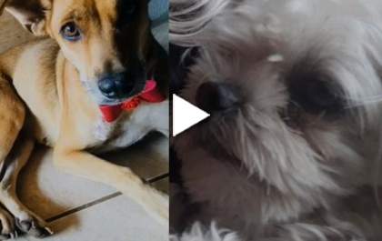 Eles já estão em casa. Os cachorrinhos Maick e Paçoquinha foram localizados