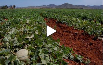 Colheita do melão caipira aquece economia do campo&nbsp;