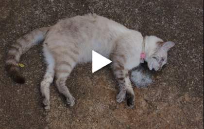 Moradora denuncia envenamento de gatos no Jardim Dourados em Três Lagoas