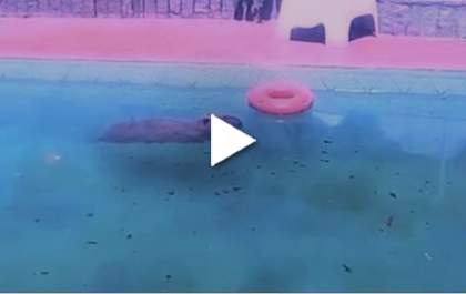 Cansada do rio, capivara invade clínica e é flagrada tomando banho de piscina
