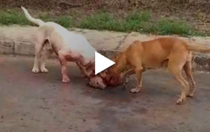Mulher denuncia vizinho após morte de cachorro por pitbulls soltos na rua
