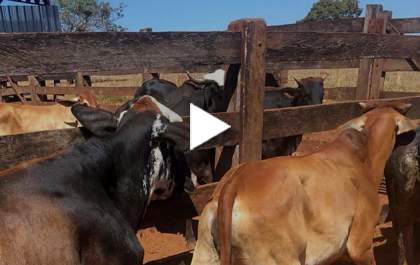 Ladrões abatem vaca e roubam toda a carne em fazenda de Três Lagoas