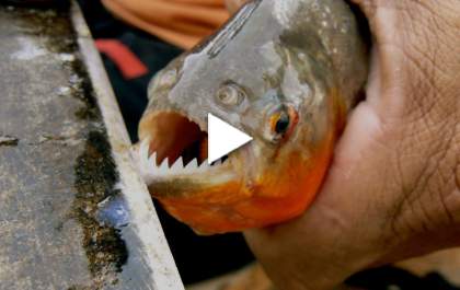Turistas somem após ataque de piranhas