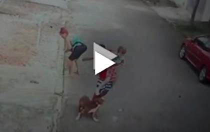 Jovem herói salva criança de ataque de pitbull