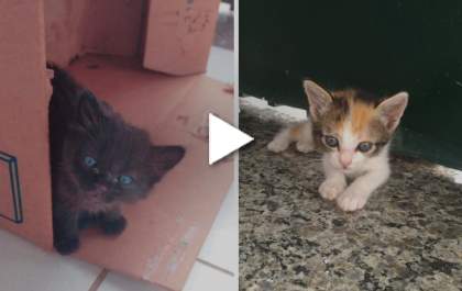 Câmera de segurança flagra homem abandonando filhotes em Araçatuba