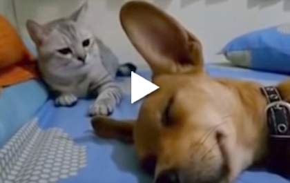 Gato se vinga de cachorro que solta “pum” barulhento enquanto dorme&nbsp;