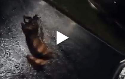 Jacaré passeia por avenida em Pereira Barreto. Veja o vídeo