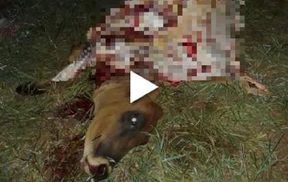 Fazenda é invadida, gado é abatido em pasto e tem a carne furtada