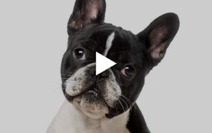 Ajudem o Leonardo a encontrar a sua cachorrinha, Pérola