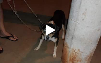 Câmeras flagram homem abandonando cachorro no Santa Cecília&nbsp;
