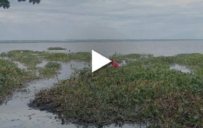 Acúmulo de plantas interfere na pesca no Rio Paraná em Castilho