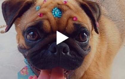 Roubaram a cachorrinha Maya. Ajude a localizá-la!