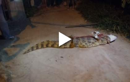 Moradora leva susto ao encontrar jacaré no quintal em Três Lagoas