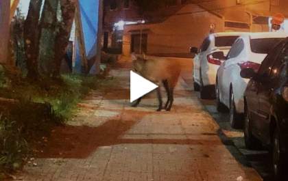 Mirandópolis tem dois flagras de lobos andando pela cidade em menos de um mês