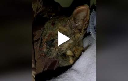 Gatinha de 2 meses queimada viva no Novo Oeste luta para sobreviver